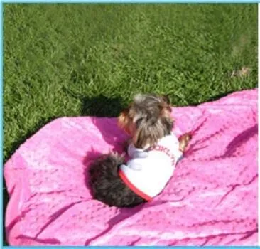 Cuddle Bubble Dog Blanket